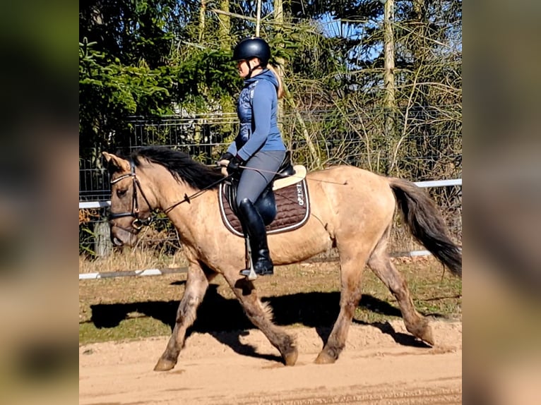 Konik Castrone 4 Anni 141 cm Falbo in Forst