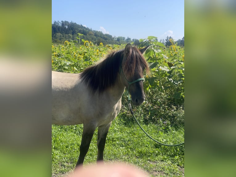 Konik Castrone 4 Anni 141 cm Falbo in Fuchstal