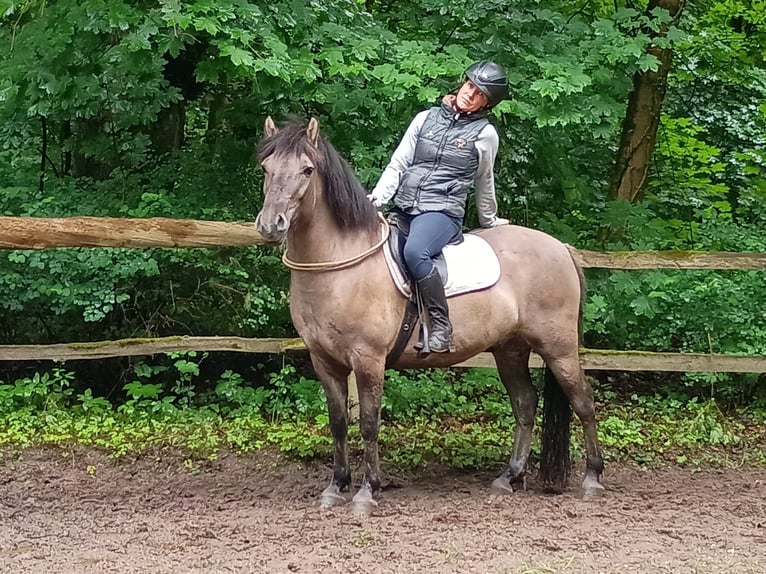 Konik Castrone 4 Anni 142 cm in Gorlitz