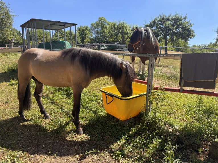 Konik Castrone 4 Anni 142 cm in Kraichtal