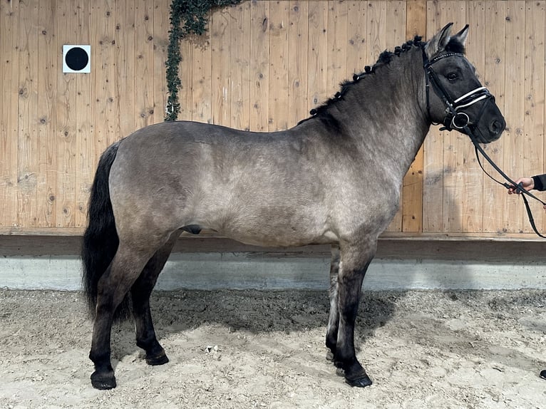 Konik Castrone 4 Anni 142 cm Falbo in Riedlingen