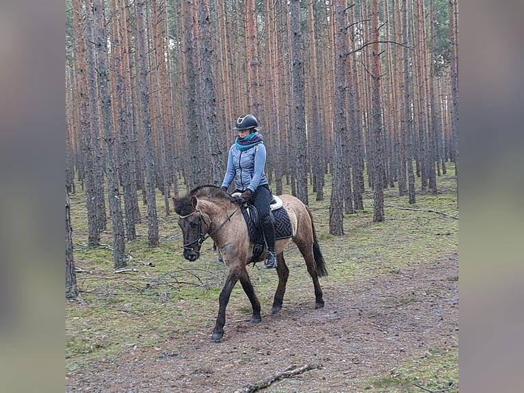 Konik Castrone 4 Anni 145 cm Falbo in Forst