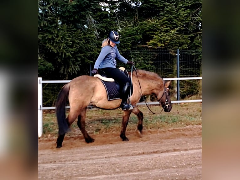 Konik Castrone 4 Anni 145 cm Falbo in Forst