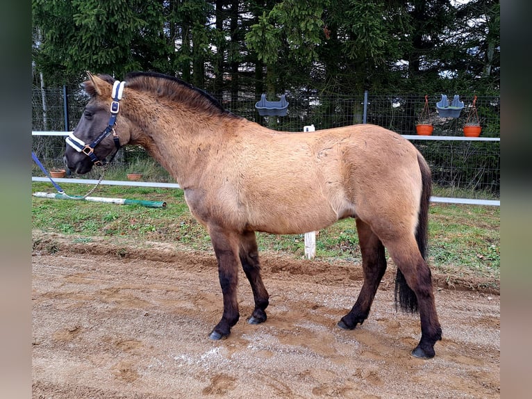 Konik Castrone 4 Anni 145 cm Falbo in Forst