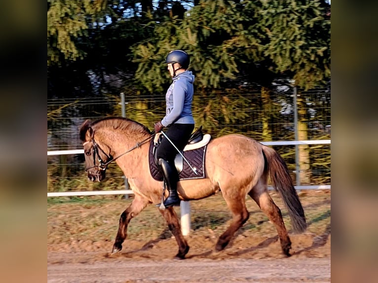 Konik Castrone 4 Anni 145 cm Falbo in Forst
