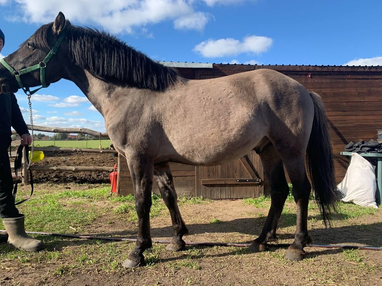 Konik Castrone 4 Anni in Śrem