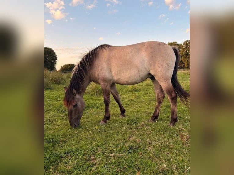 Konik Castrone 4 Anni Falbo in Bargteheide