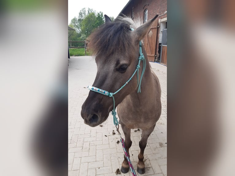 Konik Castrone 5 Anni 134 cm Falbo in Welver