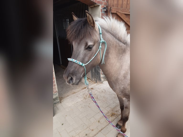 Konik Castrone 5 Anni 134 cm Falbo in Welver