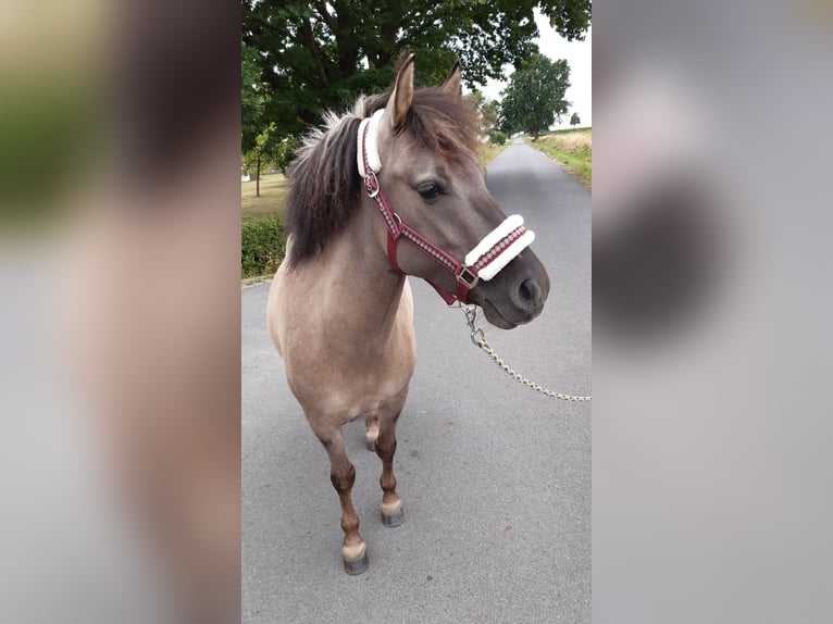 Konik Castrone 5 Anni 134 cm Falbo in Welver