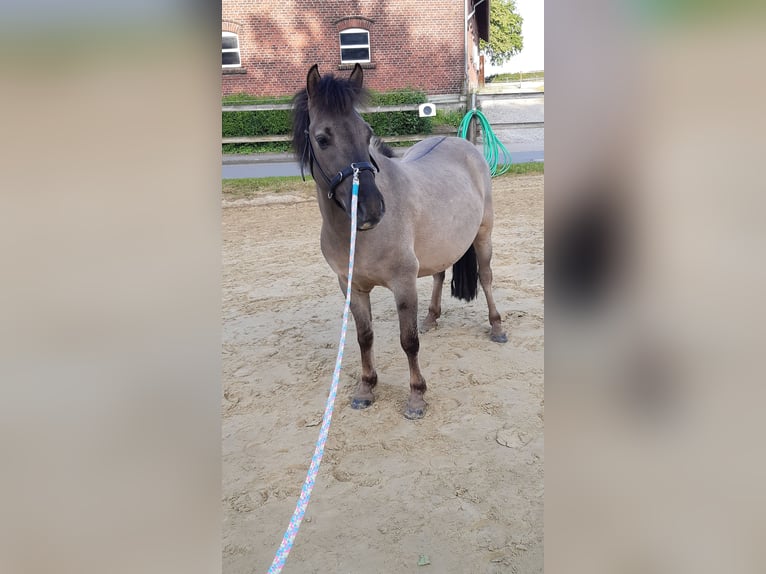 Konik Castrone 5 Anni 134 cm Falbo in Welver