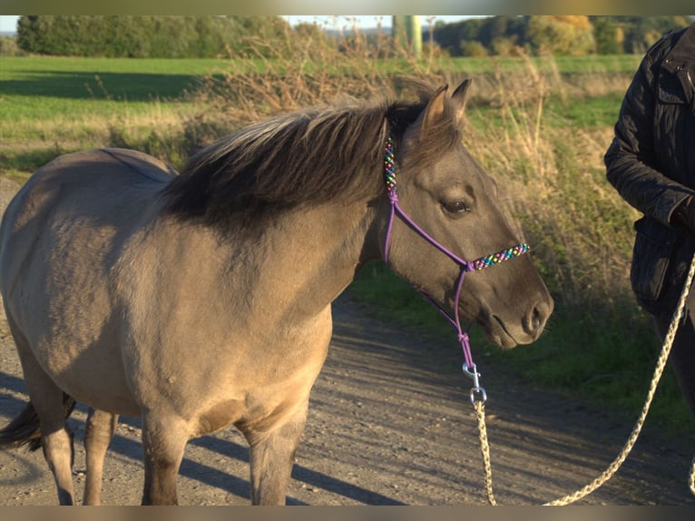 Konik Castrone 5 Anni 134 cm Falbo in Welver