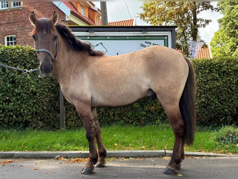 Konik Castrone 5 Anni 136 cm Falbo in Eggermühlen