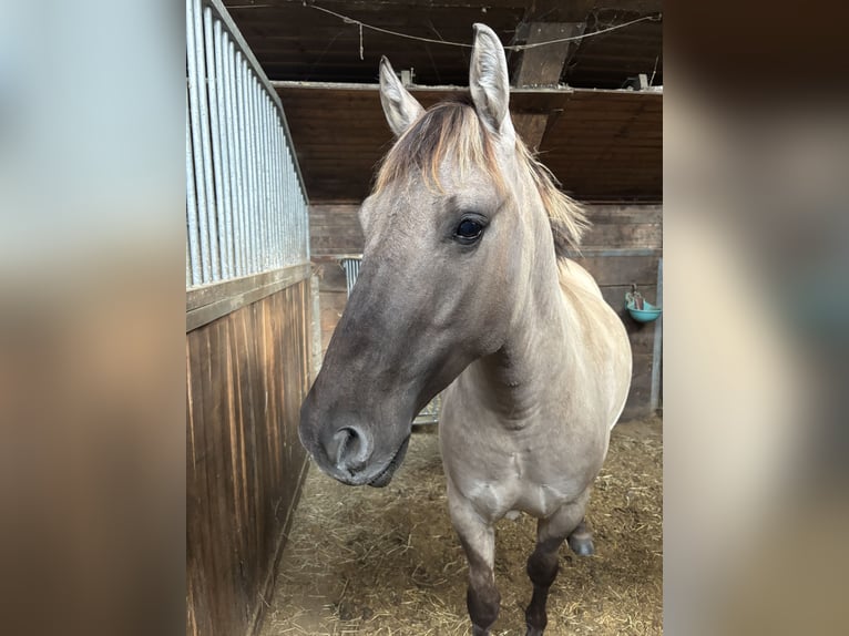Konik Castrone 5 Anni 136 cm Falbo in Schalksmühle
