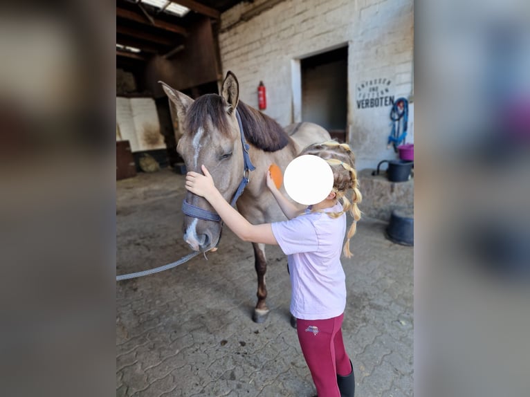 Konik Castrone 5 Anni 140 cm Falbo in Pinneberg