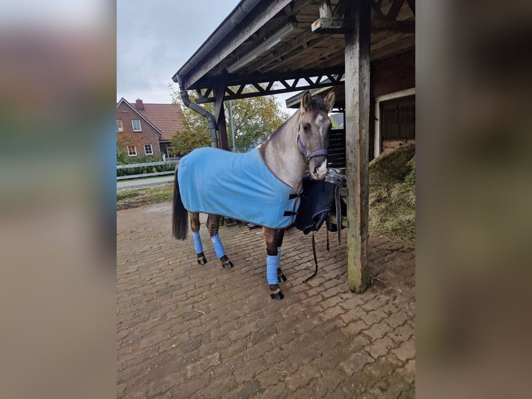 Konik Castrone 5 Anni 140 cm Falbo in Pinneberg