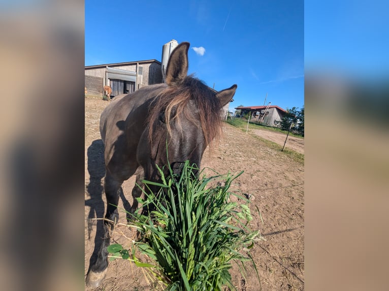 Konik Castrone 5 Anni 144 cm Grullo in Waldshut-Tiengen