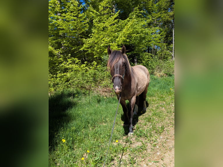 Konik Castrone 5 Anni 144 cm Grullo in Waldshut-Tiengen