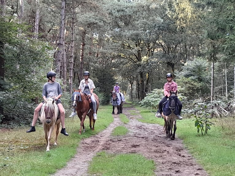 Konik Castrone 5 Anni in Ommel