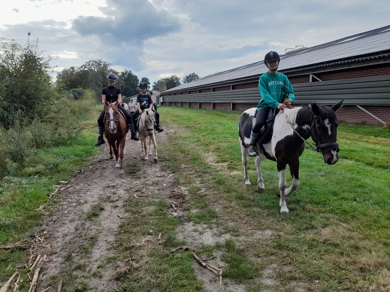 Konik Castrone 5 Anni in Ommel