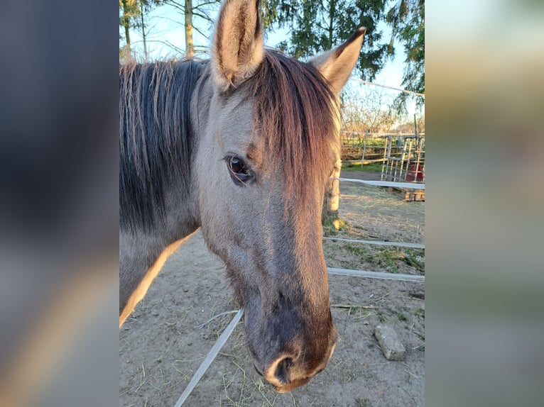 Konik Castrone 6 Anni 137 cm in Schwanewede