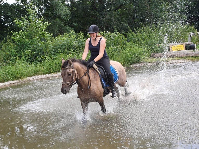 Konik Castrone 6 Anni 143 cm in Mattsee