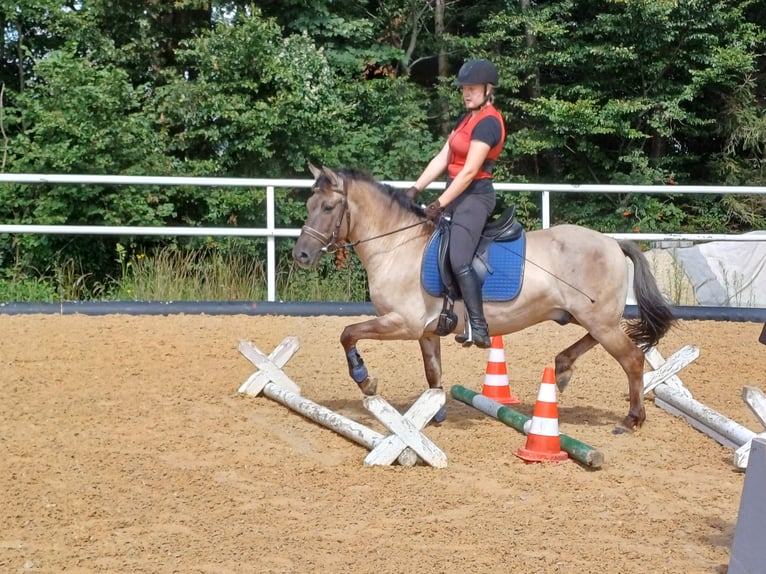 Konik Castrone 6 Anni 143 cm in Mattsee