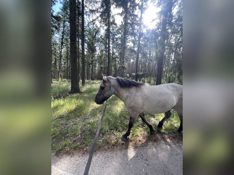 Konik Mix Castrone 6 Anni 145 cm Grullo in Wildberg