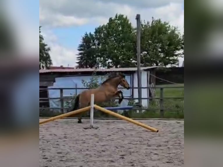 Konik Castrone 6 Anni 145 cm Red dun in Dresden