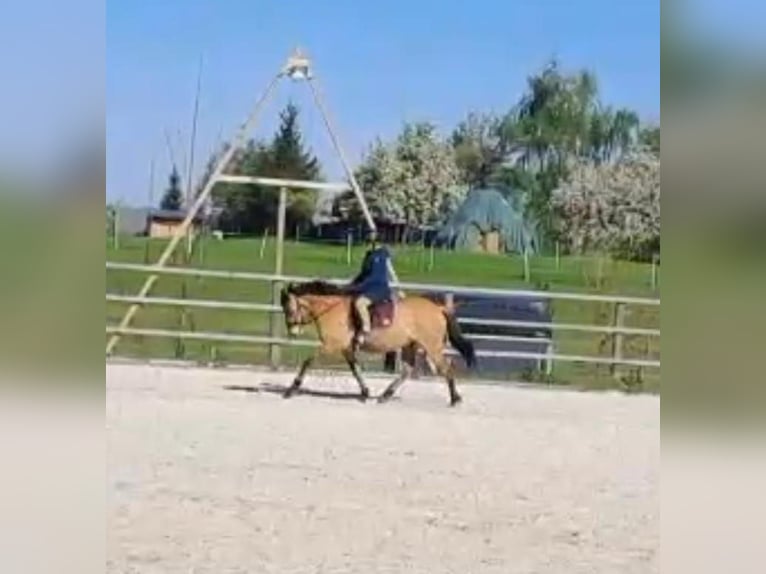 Konik Castrone 6 Anni 145 cm Red dun in Dresden