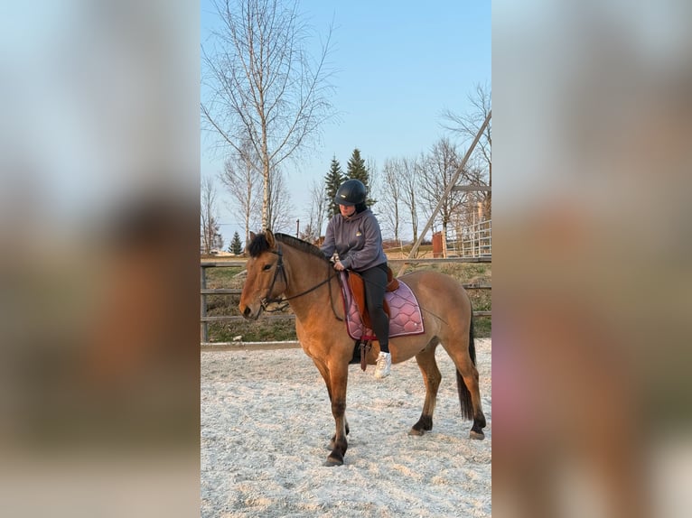 Konik Castrone 6 Anni 145 cm Red dun in Dresden