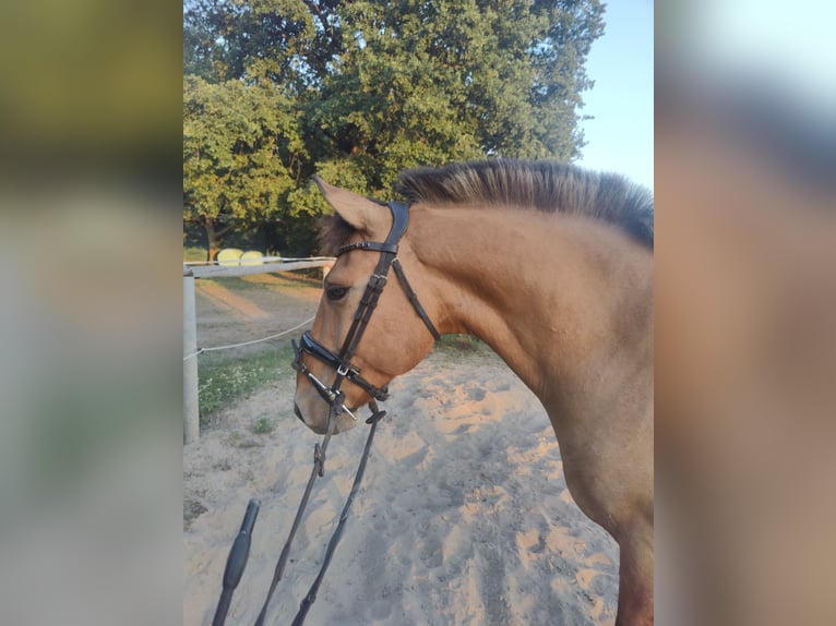 Konik Castrone 6 Anni 145 cm Red dun in Dresden