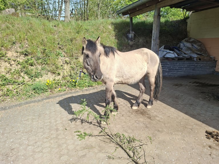 Konik Castrone 7 Anni 138 cm Falbo in Giershausen