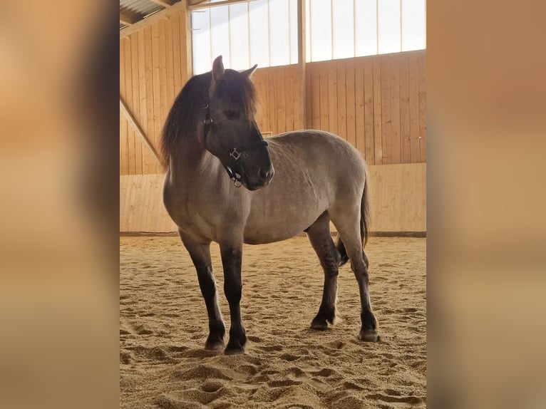 Konik Castrone 7 Anni 140 cm Falbo in Falkenstein