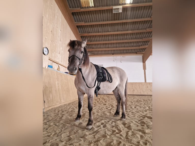 Konik Castrone 7 Anni 140 cm Falbo in Falkenstein