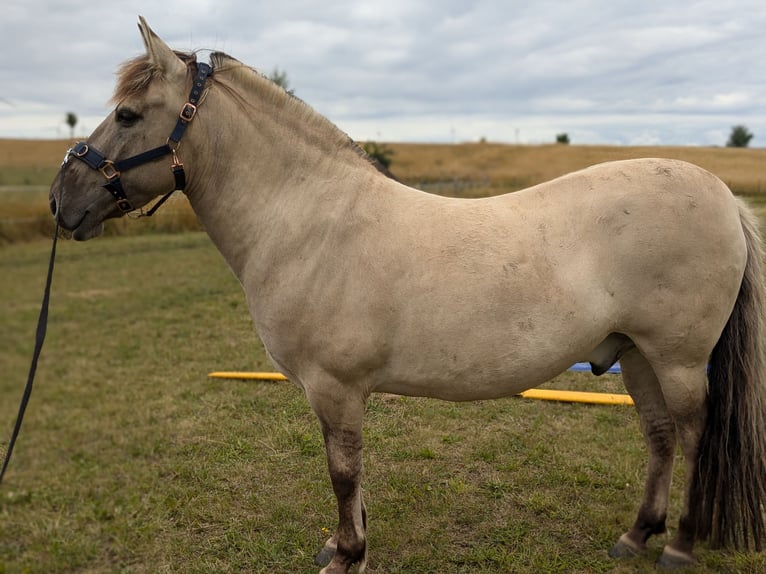 Konik Castrone 7 Anni 142 cm Falbo in Wriezen