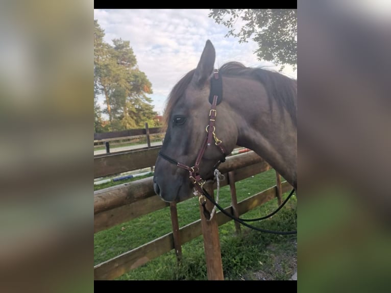 Konik Mix Castrone 7 Anni 143 cm Grullo in Neustadt am Rübenberge