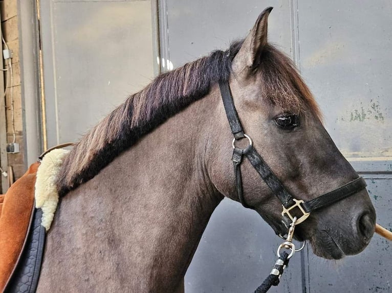 Konik Mix Castrone 7 Anni 143 cm Grullo in Neustadt am Rübenberge