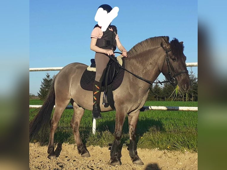 Konik Castrone 8 Anni 130 cm Può diventare grigio in Zakole-Wiktorowo