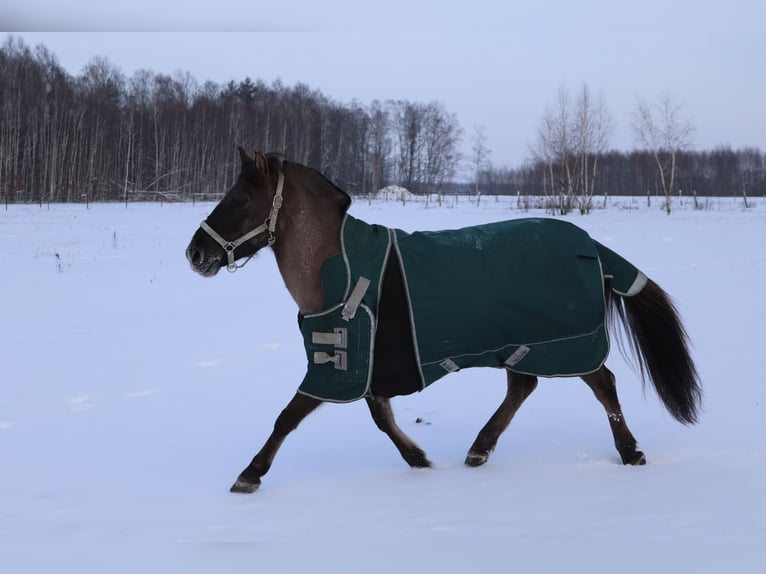 Konik Castrone 8 Anni 130 cm Può diventare grigio in Zakole-Wiktorowo