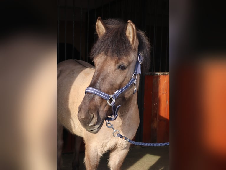 Konik Castrone 8 Anni 130 cm Può diventare grigio in Zakole-Wiktorowo