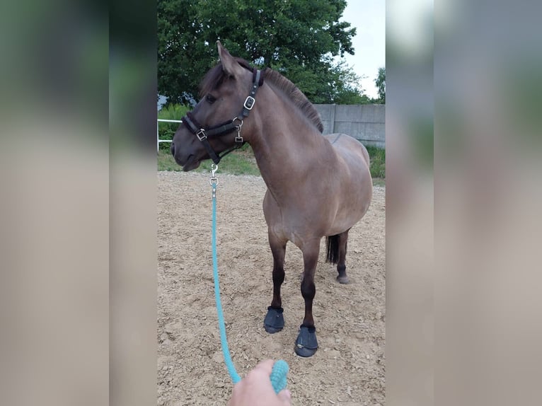 Konik Castrone 8 Anni 130 cm Può diventare grigio in Zakole-Wiktorowo