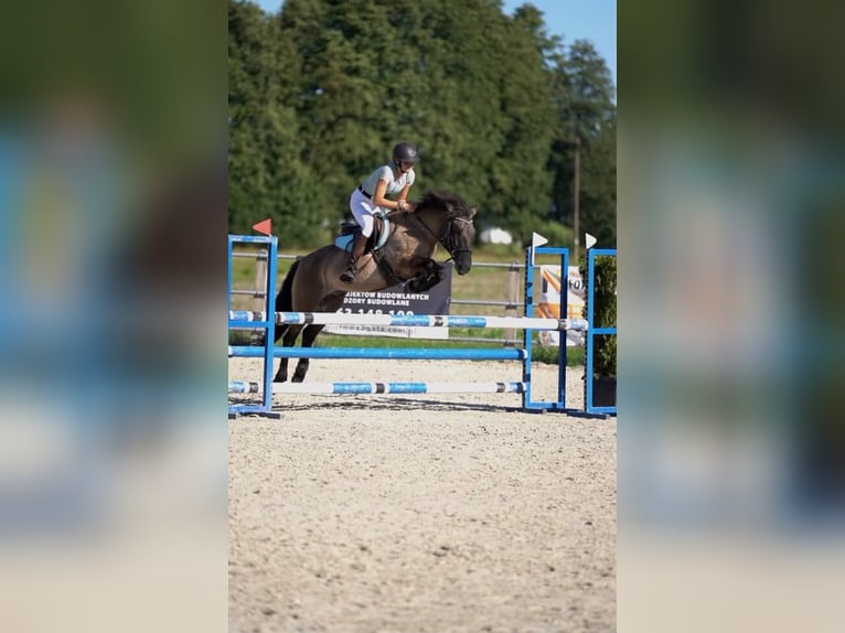 Konik Castrone 8 Anni 138 cm Falbo in Iwanowice