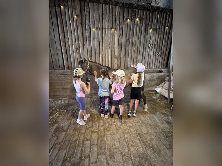 Konik Castrone 9 Anni 120 cm Falbo in Schwabenheim