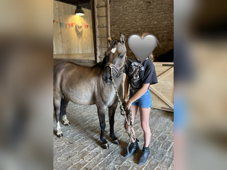 Konik Castrone 9 Anni 120 cm Falbo in Schwabenheim