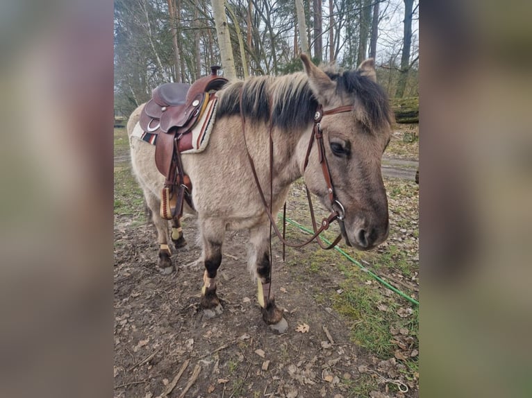 Konik Castrone 9 Anni 142 cm Falbo in Wusterwitz