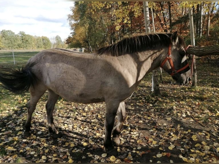 Konik Castrone 9 Anni 142 cm Falbo in Wusterwitz