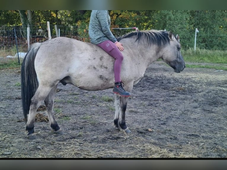 Konik Castrone 9 Anni 142 cm Falbo in Wusterwitz