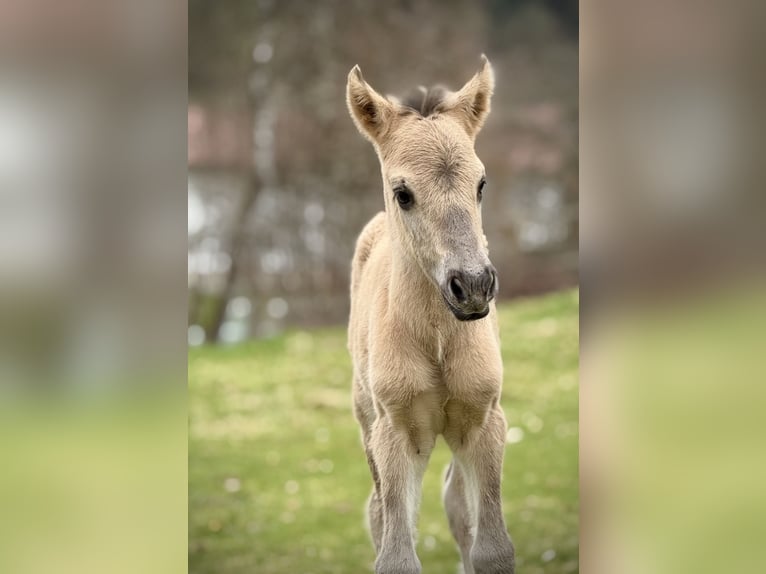 Konik dulmeński Klacz 4 lat 148 cm  in Grafling
