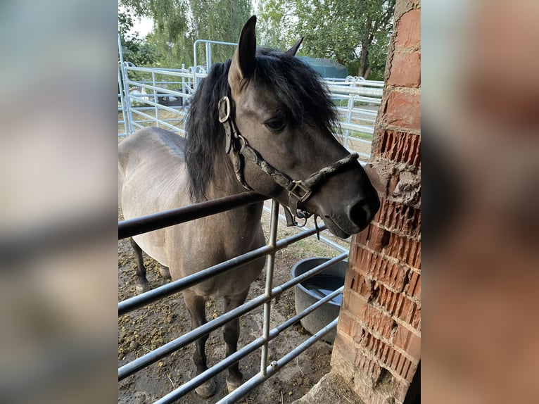 Konik dulmeński Ogier 8 lat 125 cm Bułana in UlrichsteinUlrichstein